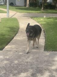 Found/Stray Male Dog last seen Avaranche Way, Round Rock, TX 78681