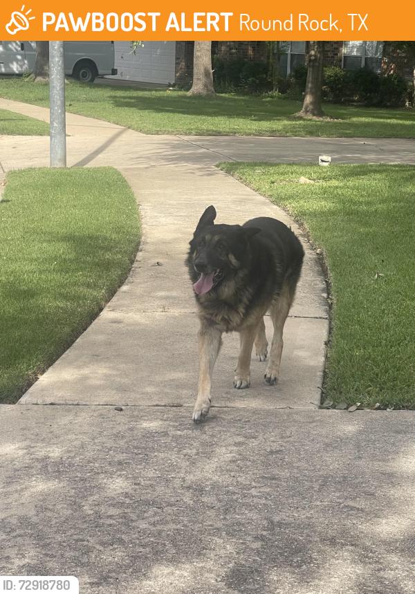 Found/Stray Male Dog last seen Avaranche Way, Round Rock, TX 78681