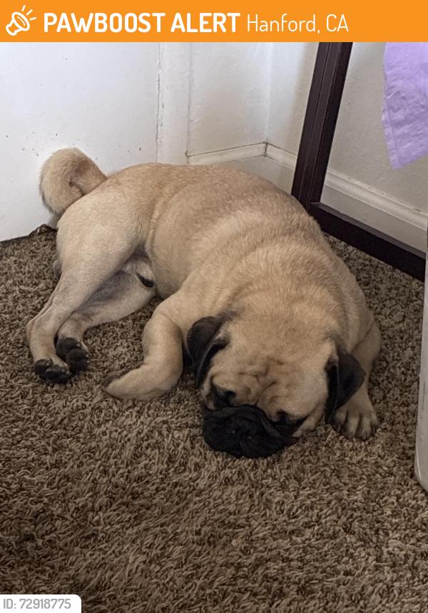 Found/Stray Male Dog last seen By Hanrbor Freight, Hanford, CA 93230