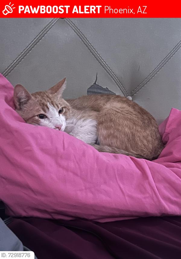 Lost Male Cat last seen Near union st union , Phoenix, AZ 85050