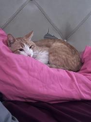 Lost Male Cat last seen Near union st union , Phoenix, AZ 85050