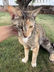 Found/Stray Female Cat last seen Kanapuu dr. , Kailua, HI 96734