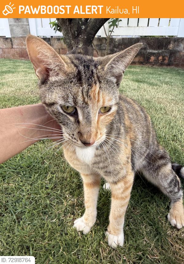 Found/Stray Female Cat last seen Kanapuu dr. , Kailua, HI 96734
