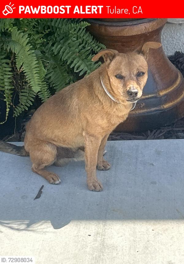 Lost Male Dog last seen Sierra Ave and Quebec st Tulare ca, Tulare, CA 93274