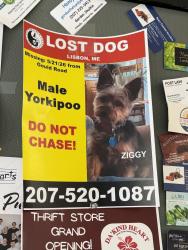 Lost Male Dog last seen Upland rd. Ridge rd. Rt. 9, Lisbon, ME 04252