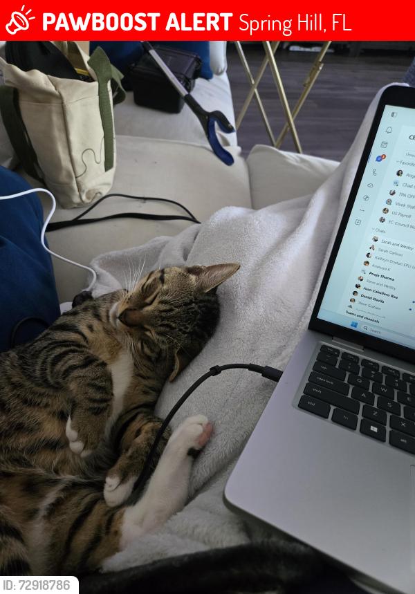 Lost Male Cat last seen Amidon woods, Spring Hill, FL 34608