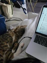 Lost Male Cat last seen Amidon woods, Spring Hill, FL 34608