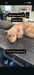 Reunited Female Dog last seen Valley view & orange, Cypress, CA 90630