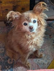 Reunited Male Dog last seen 115th and 8th, Seattle, WA 98125