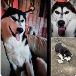 Lost Female Dog last seen Hey 49 and country rd 126, Arcadia, MO 63621
