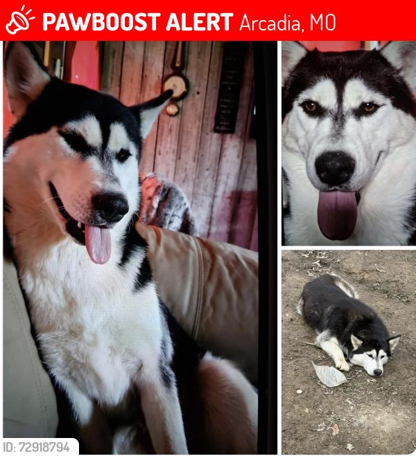 Lost Female Dog last seen Hey 49 and country rd 126, Arcadia, MO 63621