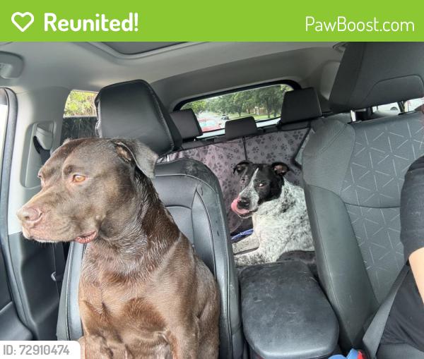 Reunited Female Dog last seen By heb off Parmer lane was running in busy streets, Austin, TX 78727
