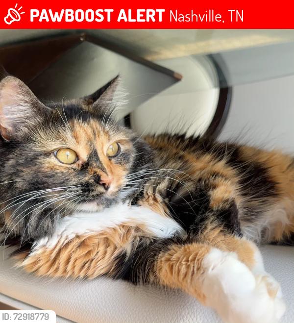 Lost Female Cat last seen Near Keeley dr, Nashville, TN 37211