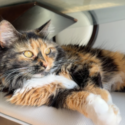 Lost Female Cat last seen Near Keeley dr, Nashville, TN 37211