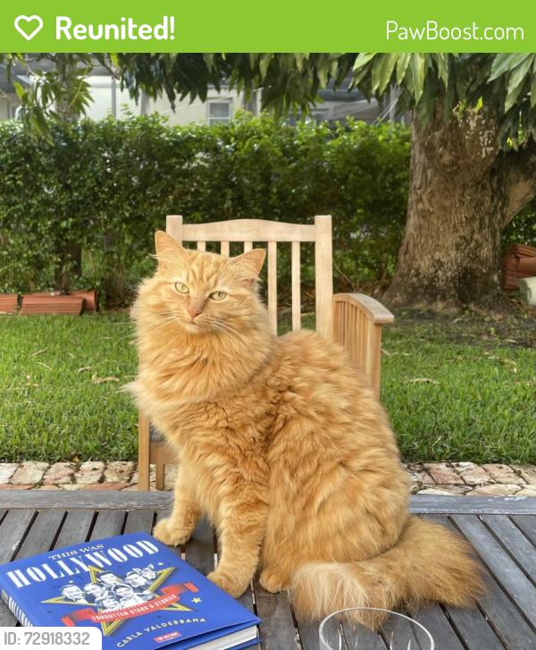 Reunited Female Cat last seen Anderson Road and Escobar, Coral Gables, FL 33134