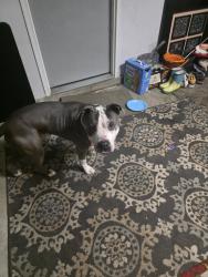 Reunited Male Dog last seen Franklin and Raymond, Indianapolis, IN 46239
