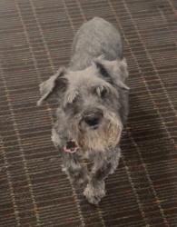 Lost Female Dog last seen Pepperpike Way; Stafford neighborhood , Charlotte, NC 28213