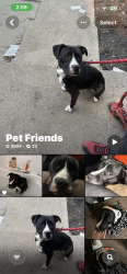 Lost Female Dog last seen Oakbrook pl ord Ohio , Milford, OH 45150
