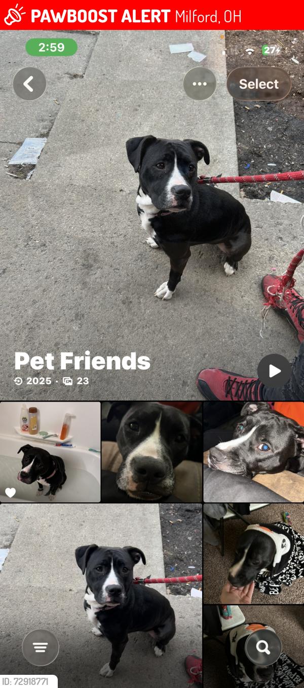 Lost Female Dog last seen Oakbrook pl ord Ohio , Milford, OH 45150