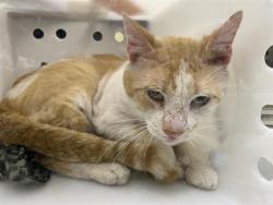 Shelter Stray Male Cat last seen , Milwaukee, WI 53215