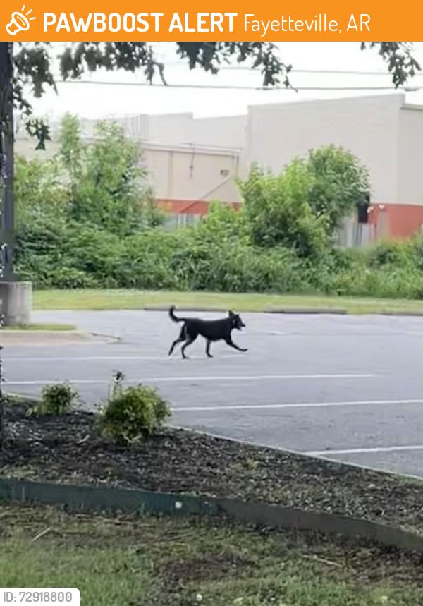Found/Stray Unknown Dog last seen Noodles Italian Restaurant Parking Lot, Fayetteville, AR 72703