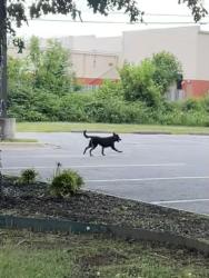Found/Stray Unknown Dog last seen Noodles Italian Restaurant Parking Lot, Fayetteville, AR 72703