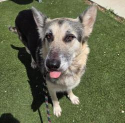 Shelter Stray Female Dog last seen LAREDO STREET, San Antonio, TX 78227