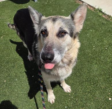 Shelter Stray Female Dog last seen LAREDO STREET, San Antonio, TX 78227