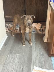 Found/Stray Male Dog last seen Fir knoll way, Cypress, TX 77429