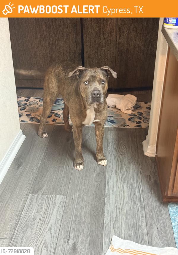 Found/Stray Male Dog last seen Fir knoll way, Cypress, TX 77429