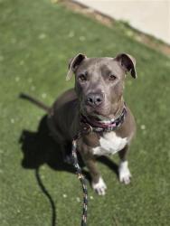 Shelter Stray Female Dog last seen Near BLOCK W MARIPOSA DR, San Antonio, TX 78227