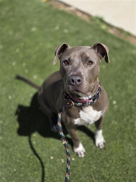 Shelter Stray Female Dog last seen Near BLOCK W MARIPOSA DR, San Antonio, TX 78227