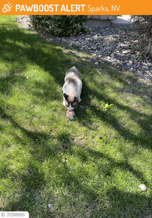 Found/Stray Unknown Cat last seen Winfield Springs, Nevada  S. Latour , Sparks, NV 89436