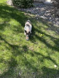 Found/Stray Unknown Cat last seen Winfield Springs, Nevada  S. Latour , Sparks, NV 89436