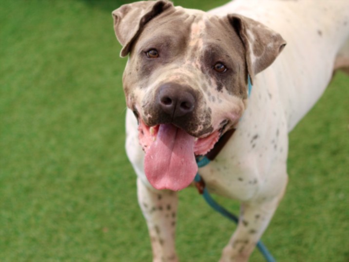 Shelter Stray Male Dog last seen , Los Angeles, CA 90025
