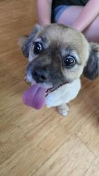 Reunited Male Dog last seen SCHOOL AND WHEELER, Madison, WI 53704