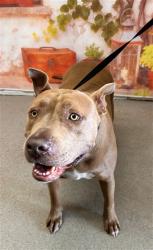 Shelter Stray Female Dog last seen E X 20TH, San Bernardino, CA 92401