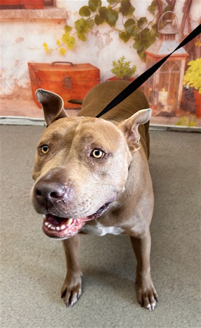 Shelter Stray Female Dog last seen E X 20TH, San Bernardino, CA 92401