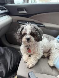 Lost Male Dog last seen Polk Street, Dallas, TX 75232