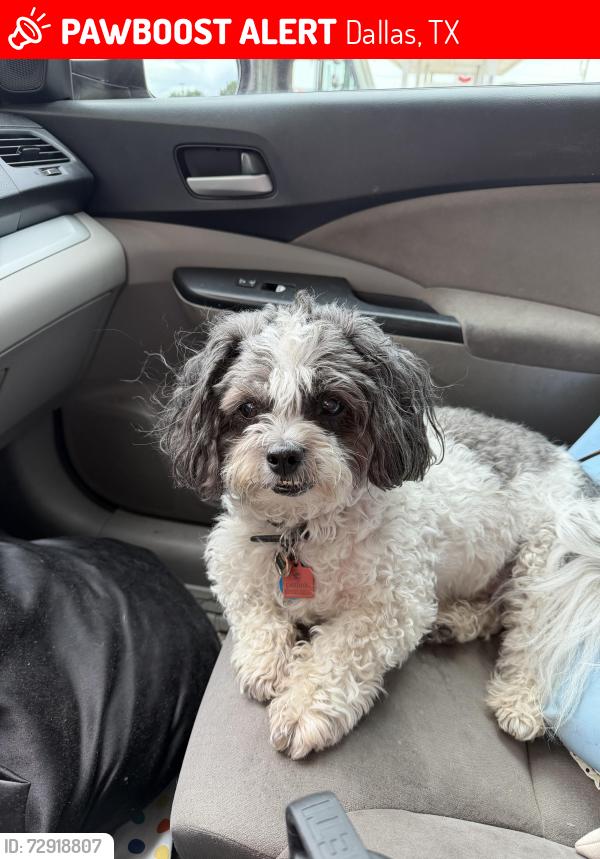 Lost Male Dog last seen Polk Street, Dallas, TX 75232