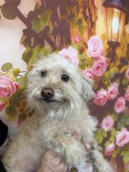 Shelter Stray Female Dog last seen Near BLOCK NUEVO, San Bernardino, CA 92401