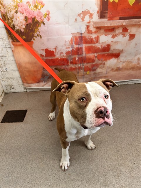Shelter Stray Male Dog last seen E X 20TH, San Bernardino, CA 92401