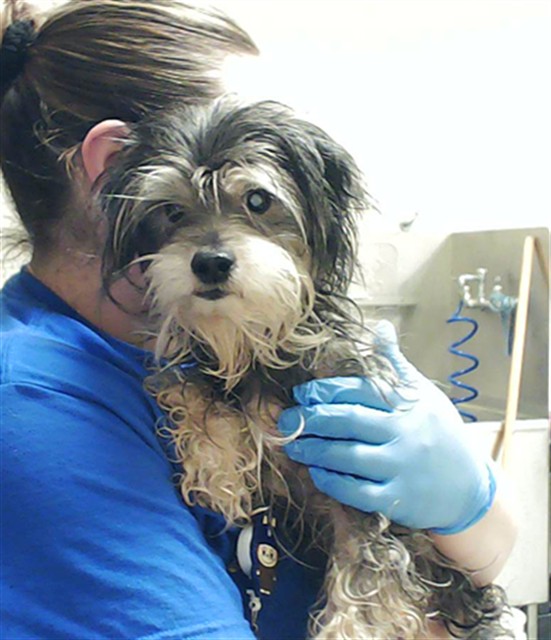 Shelter Stray Male Dog last seen Near BLOCK BECKHAM PL, FAYETTEVILLE NC 28304, Fayetteville, NC 28306