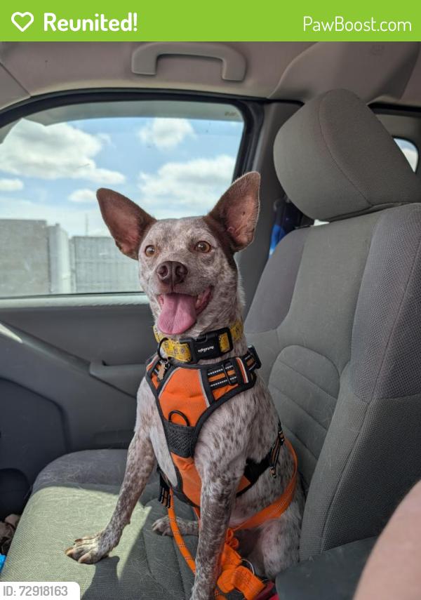 Reunited Female Dog last seen Mercer arboretum trails, Humble, TX 77338