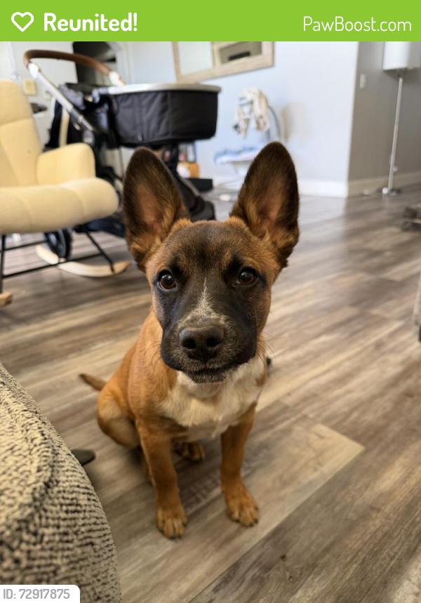 Reunited Male Dog last seen Dufferin Ave, Riverside, CA, USA, Riverside, CA 92504