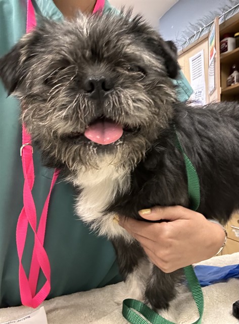 Shelter Stray Male Dog last seen MISSION BLVD /VALLEY WAY JURUPA VALLEY, Jurupa Valley, CA 92509