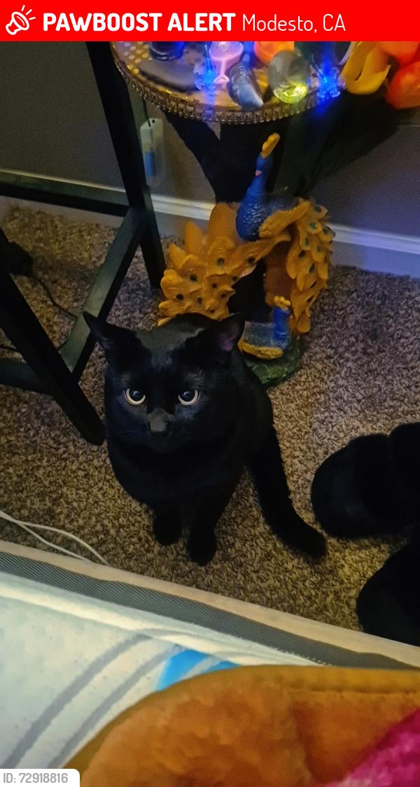Lost Male Cat last seen Sylvan by Enochs high school, Modesto, CA 95355