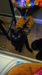 Lost Male Cat last seen Sylvan by Enochs high school, Modesto, CA 95355