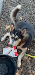 Found/Stray Female Dog last seen Near W McDowell Rd Phoenix, AZ  85035 United States, Phoenix, AZ 85035