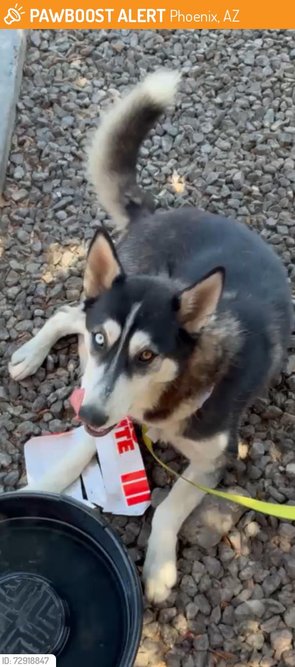 Found/Stray Female Dog last seen Near W McDowell Rd Phoenix, AZ  85035 United States, Phoenix, AZ 85035